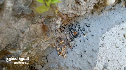  10 مبيد فتاااك قاتل جميع انواع النمل والصراصير يقتل بذكاء بتقنية عدو الدومينو وتركيبة المايكرو جل