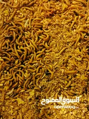  2 دود الميلورم - القبابي-Live Mealworm