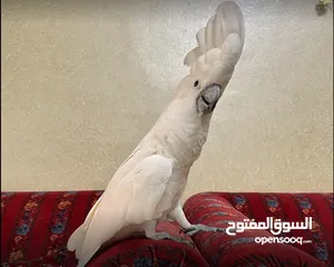  1 Umbrella cockatoo