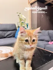  13 Cute Persian kittens