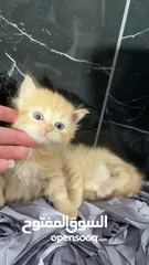  13 قطط للبيع نابلس