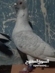  3 كوم حمام مشكل كامل لعدم التفرغ للبيع