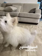  1 تشاتشاو زكر