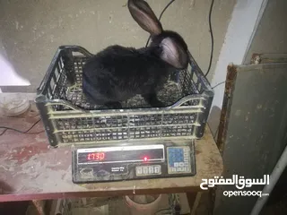  5 أرانب بابيون سلالة صافيه 100%ألوان ساده للبيع
