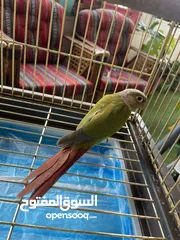  3 جوز كنيور جرين شيك عمر اكثر من سنتين