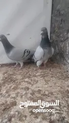  17 15 جواز للبيع مشكلات