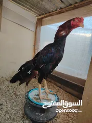  1 باكستاني، براهما، امهات لاحم فرخات عمر 3 شهور  صوص باكستاني حر  ديوك باكستاني خط أول و فرخات شغالة