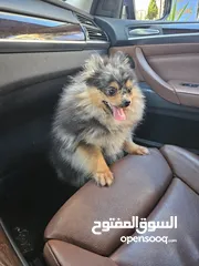  2 فرصة للتميز واقتناء كلب باومارينيوم نادر و مميز
