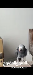  2 ببغاء تيمنا حبه سوبر جامبو بطلع على الايد بجيك طيران ما بعض نهائيا حكواتي نمبر ون بحكي من القفص وبرا