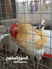  4 صوص للبيع اقرأ الوصف مهم