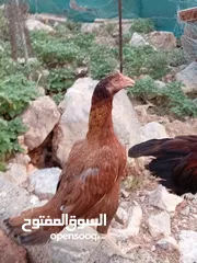  4 دجاج بقستانيات
