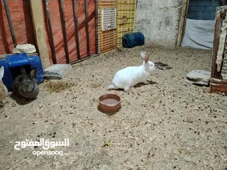  1 ارانب فرنسي وهجين يزلندي