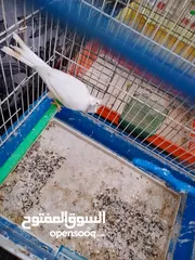  3 اربع كنارات و طيرة مغنى نار و شغل جيزه