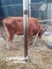  2 حيوانات للبيع