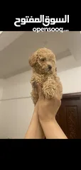  3 Toy poodle