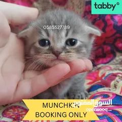  2 Munchkin rughugger kittens available in Dubai by European breeder