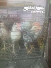  9 فراخ بلدي بط مس كوفي رومي بلدي فراخ بيور فراخ فيومي