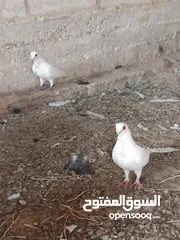  7 حمام نخب النخب  ثلاث جواز