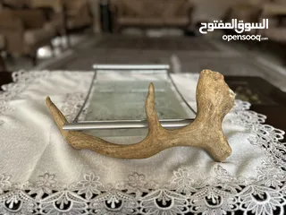  4 قرن غزال ..