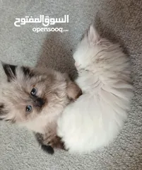  1 قـطـط هــمـالايـــا شـــوكـلـيــت مــكـــس شــــيـــــرازي لـــلـــبــــيـــع عـــمـــر 76 يـــــوم