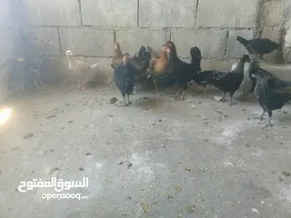  2 دجاج بلدي نخب اول للبيع