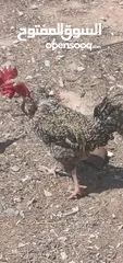  6 2كوبيات دجاج
