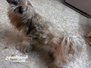  12 كلاب ذكر للبيع معه أغراض الكلاب بسعر مغري