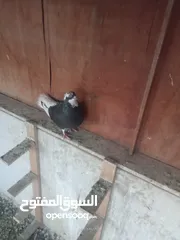  7 حمام للبيع او بدل على عصفير