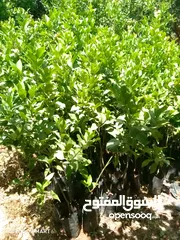  6 شجر ليمون وشماسي