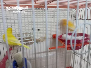  3 جوز كنار شغال الذكر جزري تغريد نار والأنثى ليموني معبيه مع قفص 3 معالف   مخلف كنار أنثى ليموني.