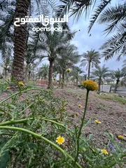  15 بستان للبيع / ابي الخصيب