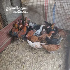  2 دجاج محلي للبيع