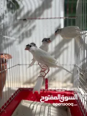  3 طيرتين وفحل كنار بناديق هوزو