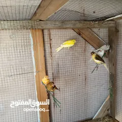  2 كوم كنار للبيع