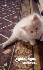  1 قطط للبيع  سكوتش فولد