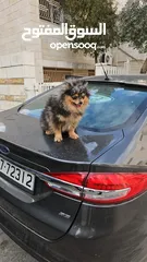  6 كلب بومارينيان بالوان مميزة للبيع