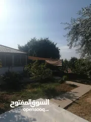  12 بيت مزرعة (ترخيص سكن) مزروعة شجر مثمر مع بير في منطقة الاغوار الوسطى ظهرة الرمل