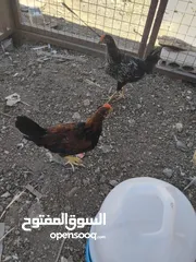  2 موجود عشر ديوك بلدي عمر خمس اشهر
