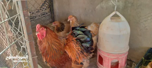  10 بيت دجاج براهيم وباكستاني