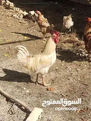  1 ديوك ودجاج  عرب بياض