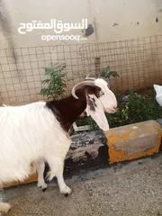  3 ماعز بلدي نخب اول