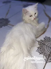  3 قطه شيرازيه نضيفه جداً واليفه