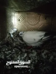  14 متاح جواز و حبات فلت موجودات طبربور سعرهن كويس