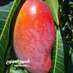  27 جميع انواع الاشجار  وفريق لصيانة وتنسيق جميع الحدائق والأشجار