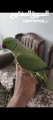  9 ببغاء دره ذكر مطوق فحل جاهز ايه في الجمال اليف جدا ما عندو عض هدد داخل البيت متكلم كوكو حبيبي مرحبا