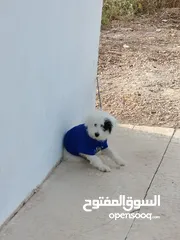  3 كلب زينه منزلي وجميل