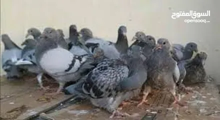  2 زغليل نخب للدبح