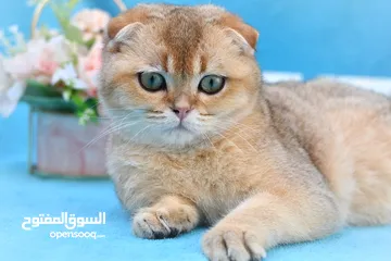  1 Scottish fold