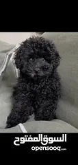  3 TOY POODLE