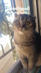  4 سكوتش فولد scottish fold
